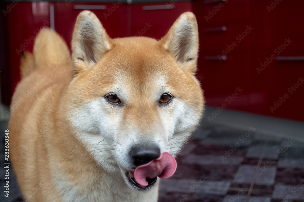 Funny red dog, licking his lips. Muzzle close-up, tongue sticking out. Shiba Inu