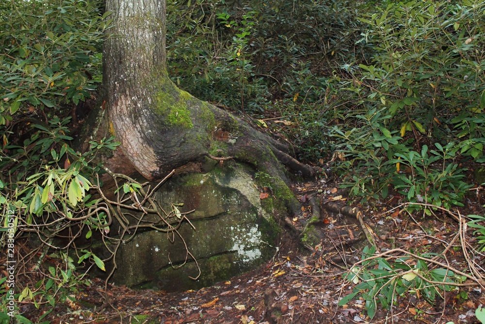 Obraz premium Stand Your Ground