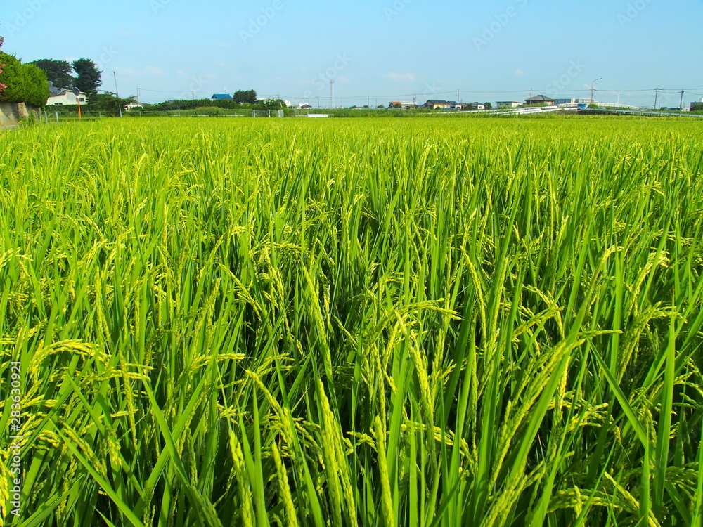 Fototapeta premium ８月の田んぼ風景