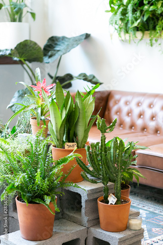 Fotografía cactus plants in terra cotta vases, middle of living room, plant shop
