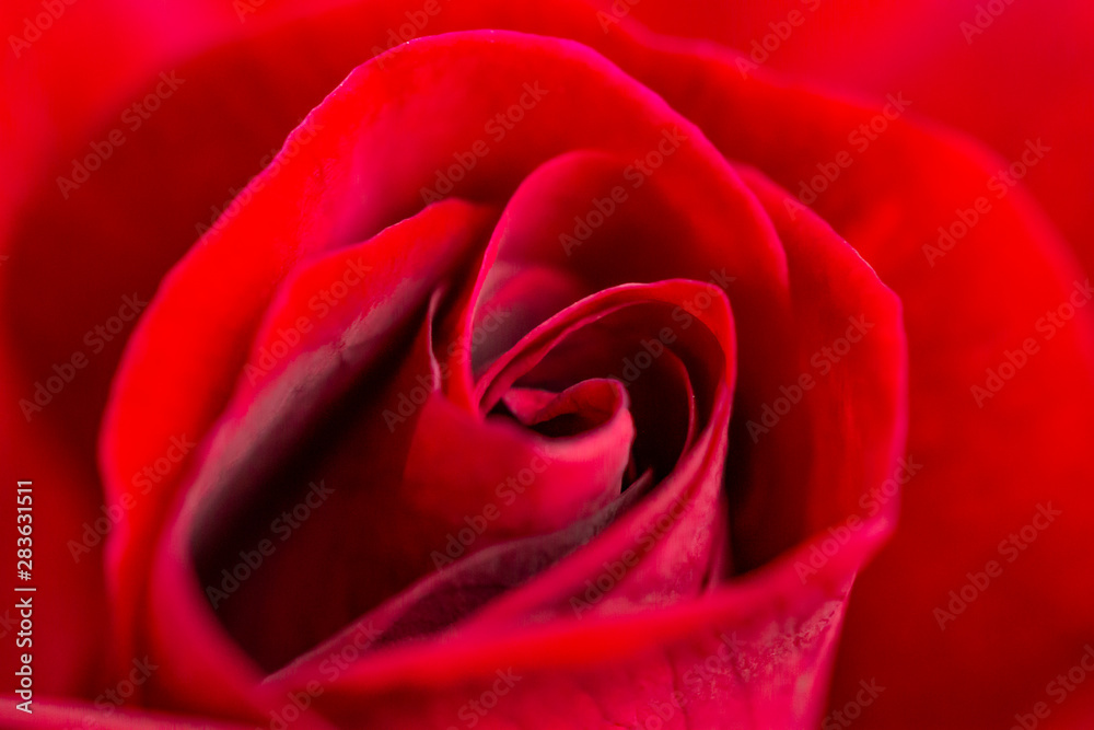 rose rose