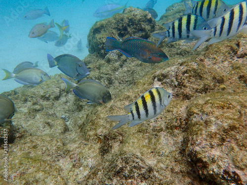 Fish swimming among the rock reef in the ocean.
