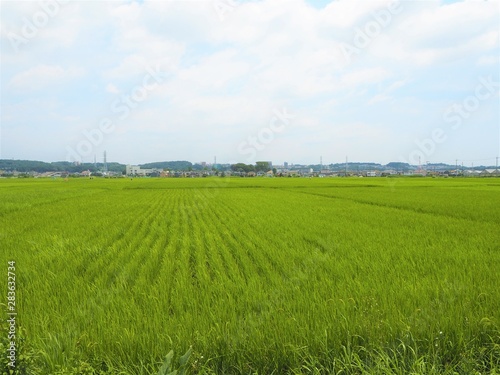 the rice field in Japan