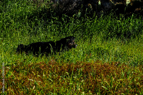 Dog in the Textured Grass