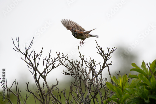 Gray-headed bunting taking off from branch in Kirigamine, Nagano prefecture, Japan photo