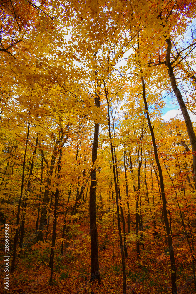 Obraz premium Canadian Autumn views