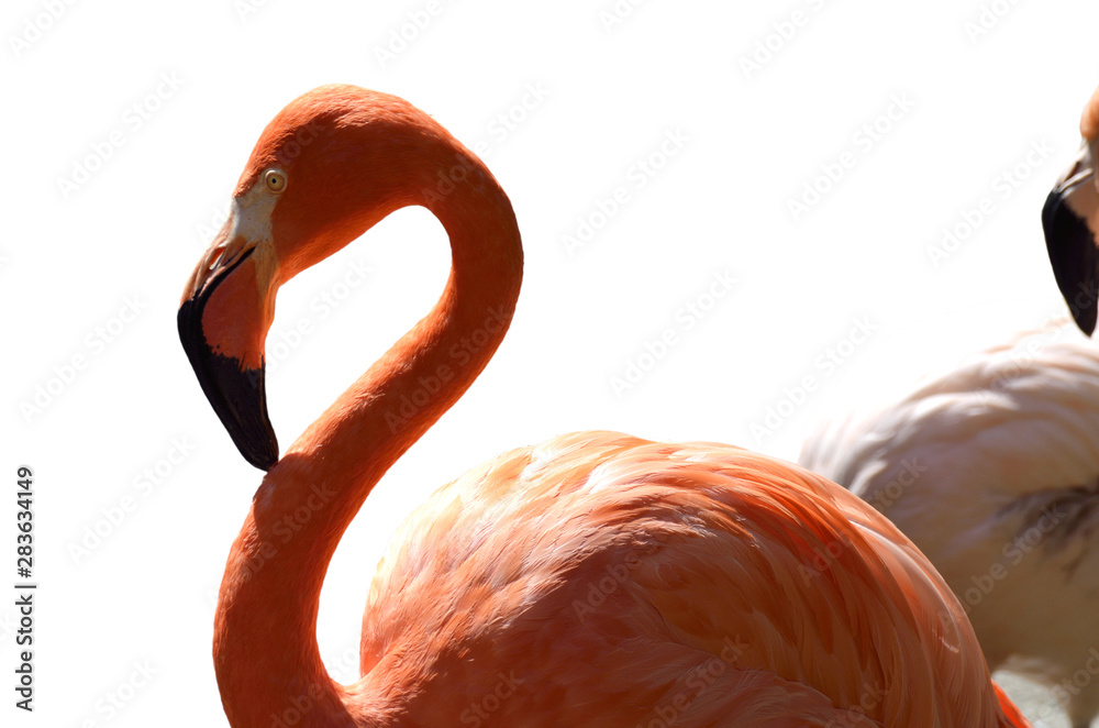 Obraz premium フラミンゴ