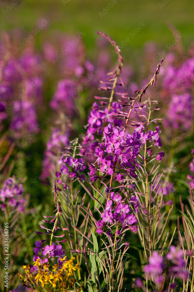 Obraz premium Epilóbium angustifolium flowers, selective focus