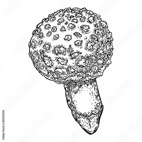 Poison Mushroom. Realistic hand drawing sketch. Vector