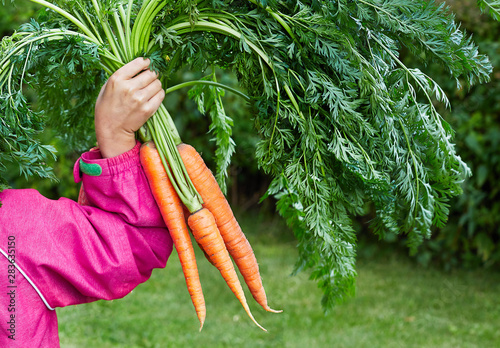 Foto Bunch of fresh organic carrot in chids hands