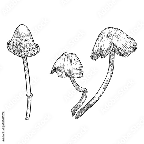 Set of Poison Mushrooms. Beautiful, realistic hand drawing sketch of mushroom. Vector