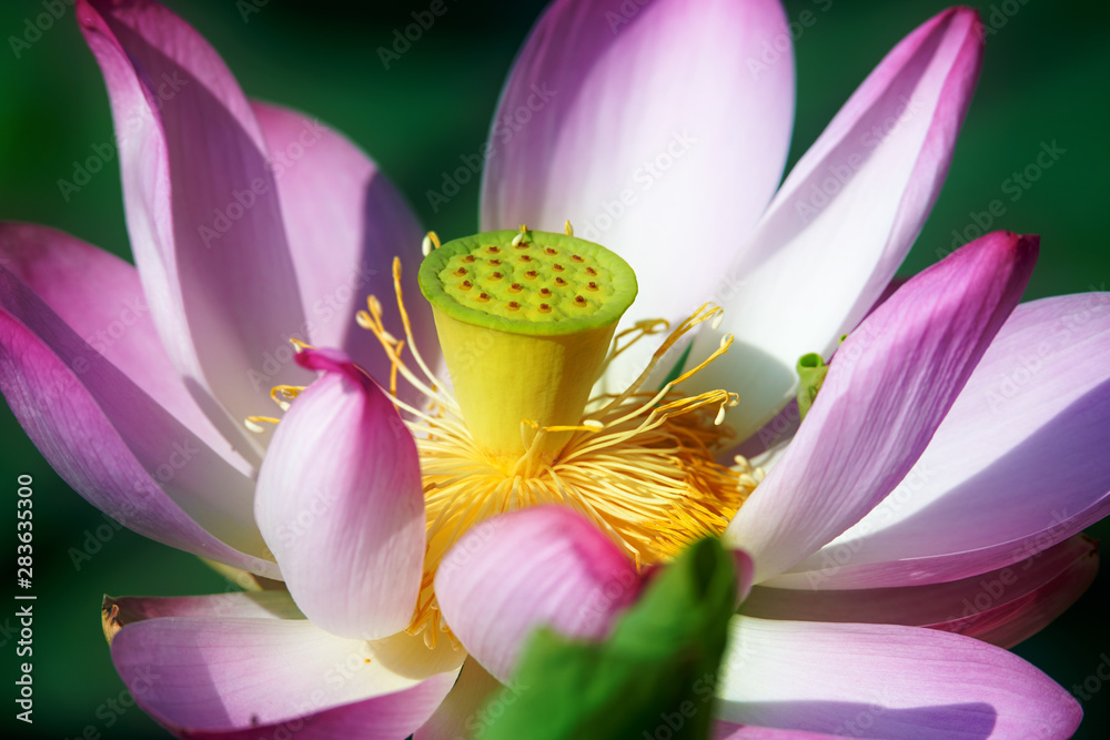 Chinese lotus in full bloom.