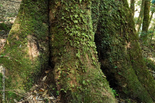 タブノキの木の幹