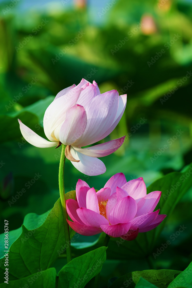 Chinese lotus in full bloom.