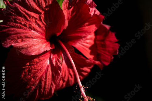 Red flower