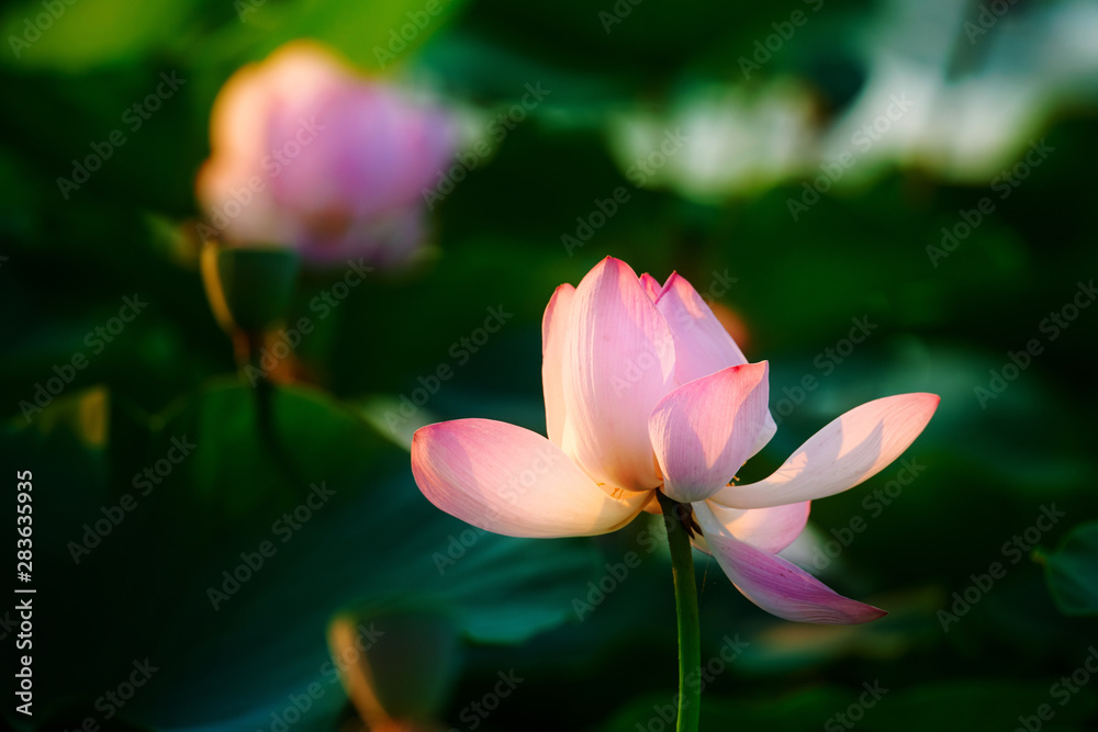 Chinese lotus in full bloom. Chinese lotus in full bloom.