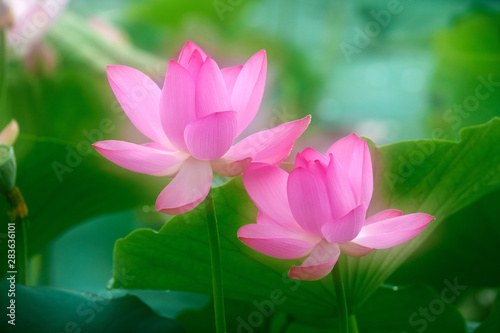 Chinese lotus in full bloom.