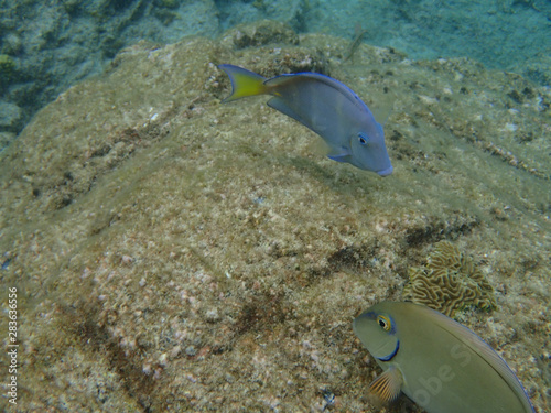 fish in aquarium