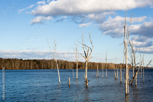 bare winter trees in reservoir