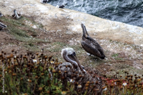 Pelicans at La Jolla Cove