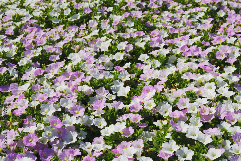 花壇 素材 花壇 素材