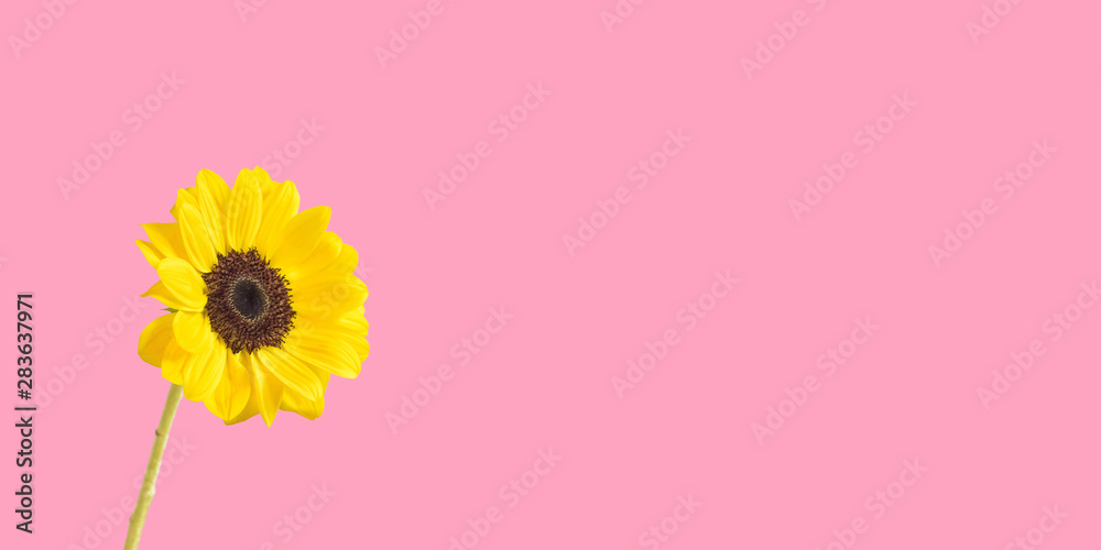 Sunflower background material with copy space. ひまわりの背景素材 コピースペースあり Sunflower background material with copy space. ひまわりの背景素材 コピースペースあり
