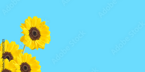 Fototapeta Naklejka Na Ścianę i Meble -  Sunflower background material with copy space.  ひまわりの背景素材　コピースペースあり