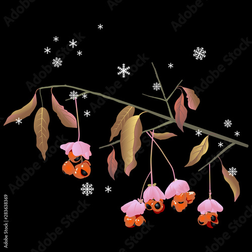 Branch of a spindle tree with berries under snowflakes. Euonymus europaea. Isolated vector illustration.