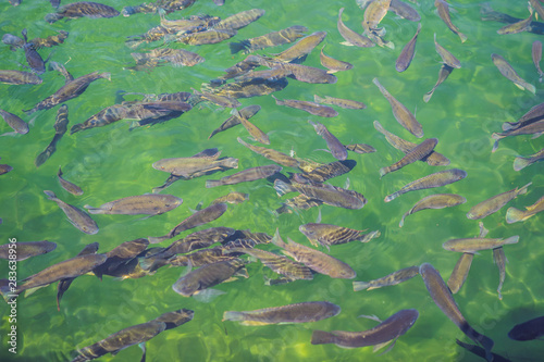 Colorful Koi fish on the pond in Kyoto  Japan. Koi fish is kept for decorative purposes in outdoor zen gardens