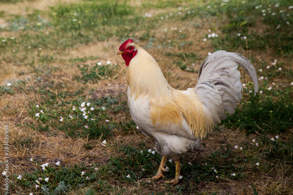 Fototapeta premium Spring morning in the chicken yard.