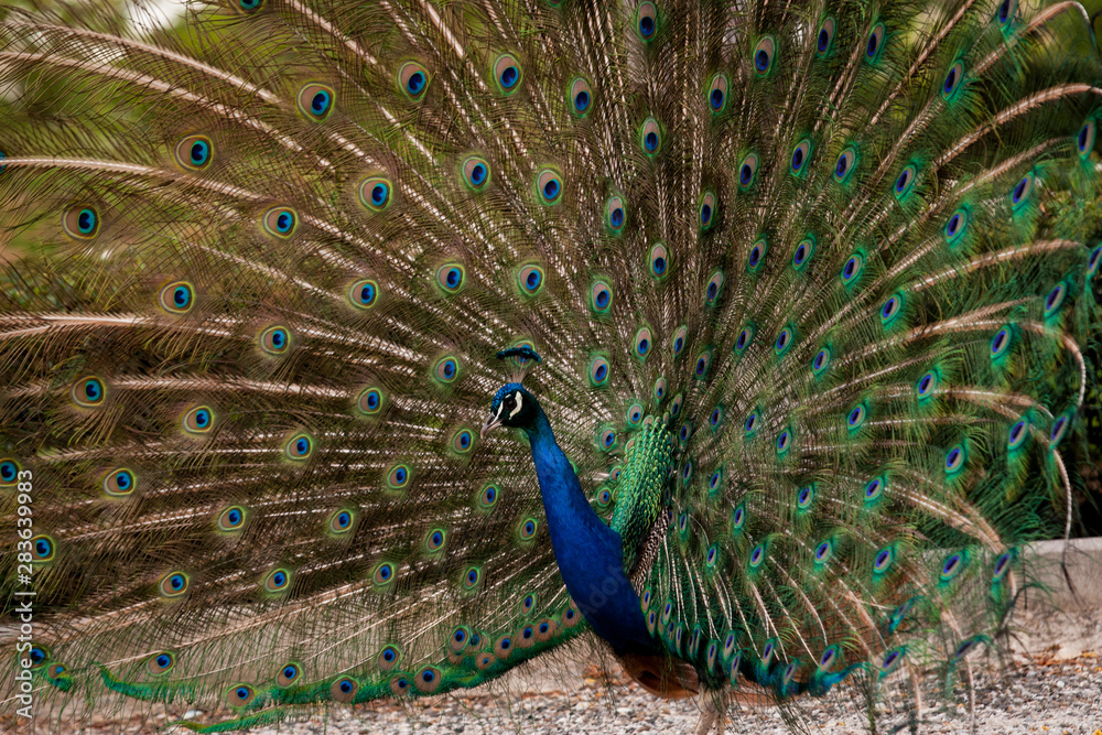 Obraz premium Peacock dissolved the tail fan