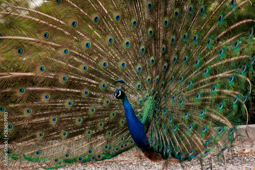 Peacock dissolved the tail fan