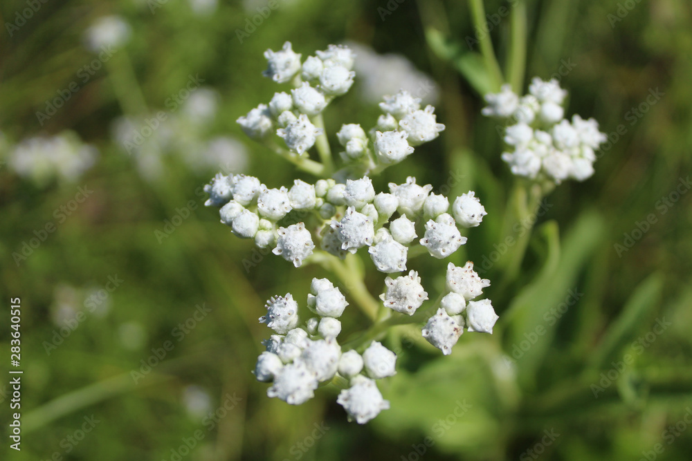 Closeup of wild quinine at Morton Grove's Linne Woods restored tallgrass prairie