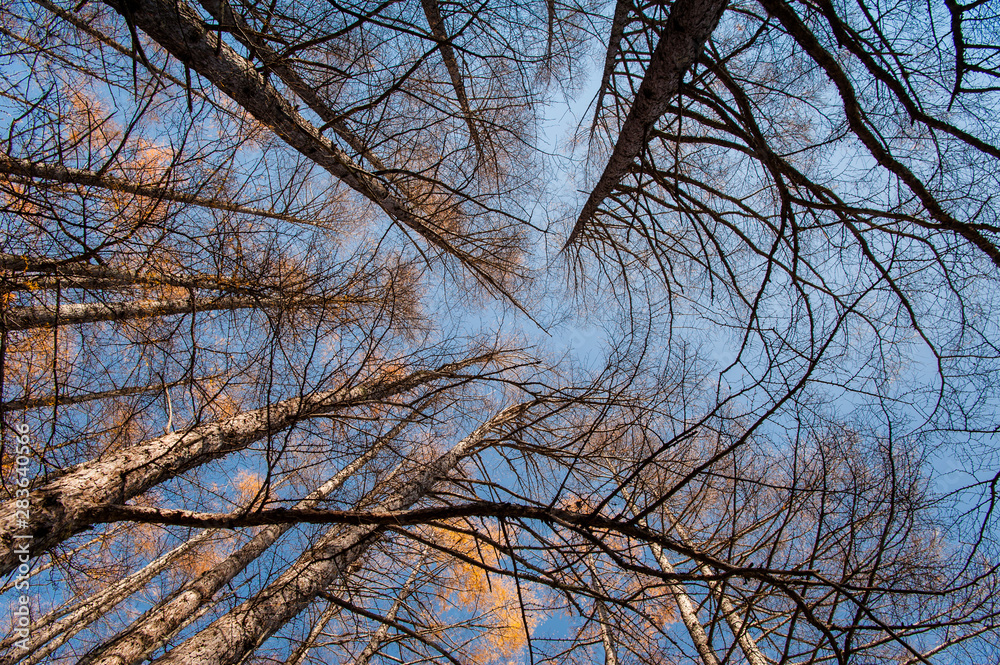 Looking up at the sky in the forest, Autumn at Senjogahara plateau in Nikko national park, Nikko Tochigi, Japan Looking up at the sky in the forest, Autumn at Senjogahara plateau in Nikko national park, Nikko Tochigi, Japan