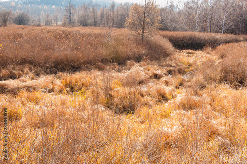 Wallpaper Mural Autumn at Senjogahara plateau in Nikko national park, Nikko Tochigi, Japan Torontodigital.ca