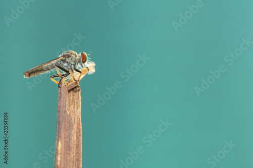 Robber fly is capturing the insect on the dry leaf.