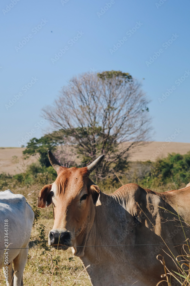 cow in the field cow in the field