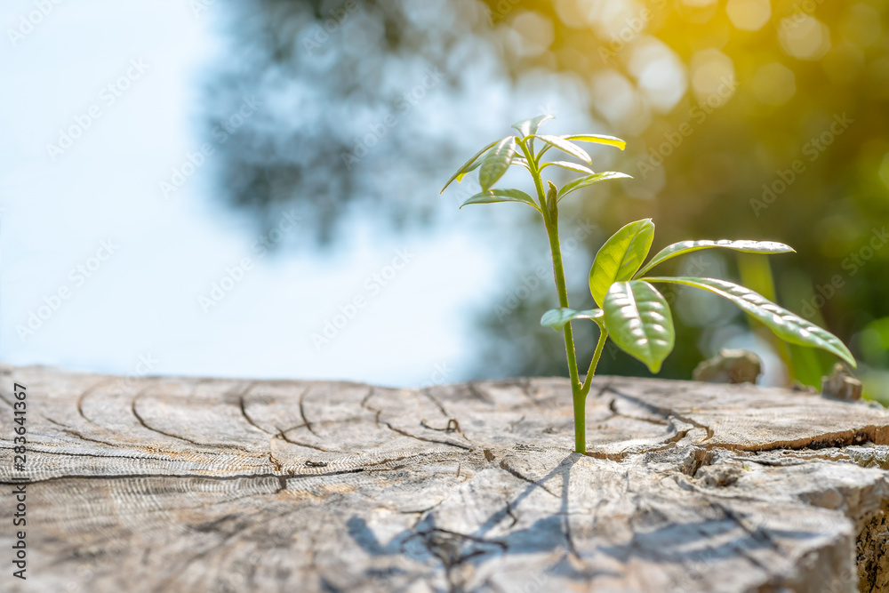 New development and renewal as a business concept of emerging leadership success as an old cut down tree and a strong seedling growing in the center trunk as a concept of support building a future. - obrazy, fototapety, plakaty 