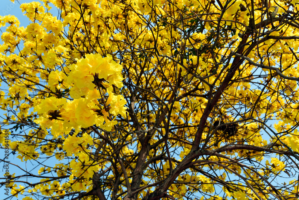 Fototapeta premium A yellow flower bunch with blue sky in background 