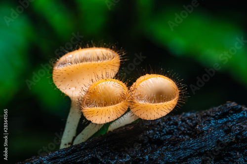 Strange of mushroom in the rainforest.