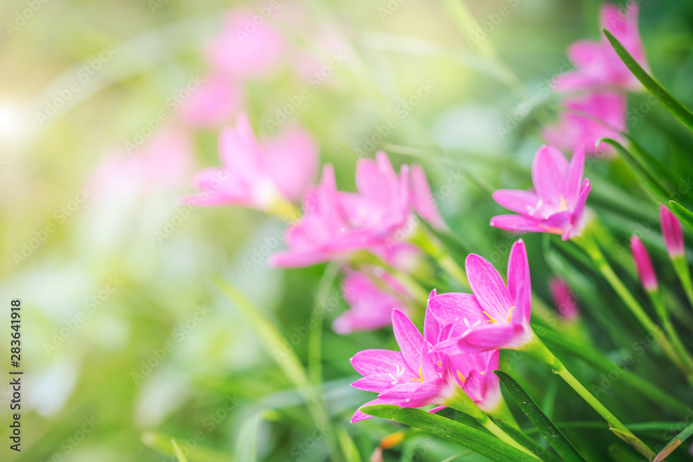 Pink rain lily flower in nature. Pink rain lily flower in nature.
