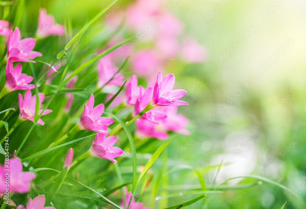 Pink rain lily flower in nature. Pink rain lily flower in nature.