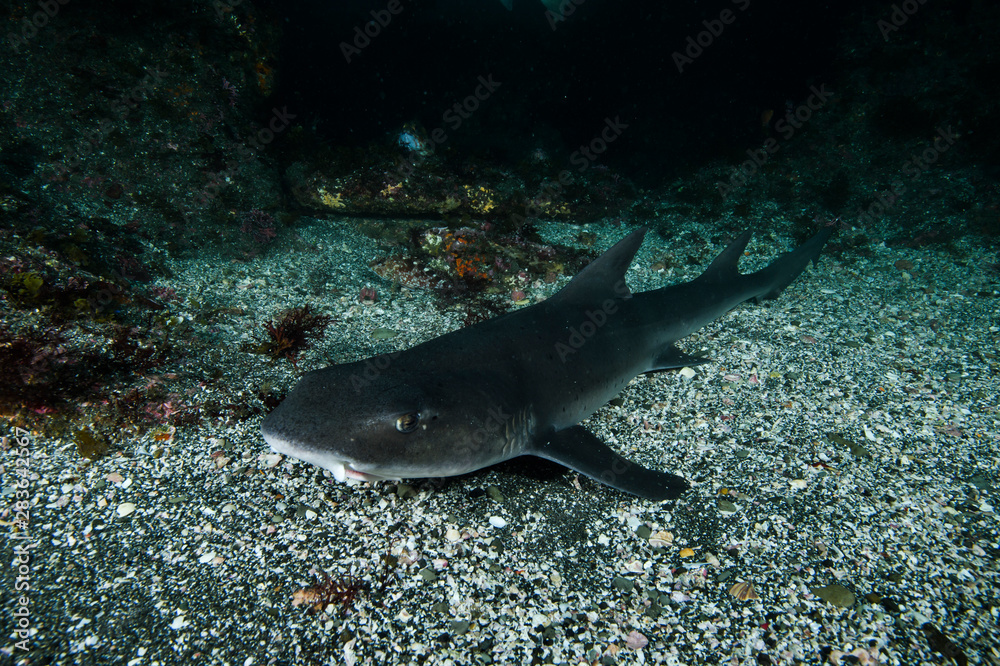 Banded Hound Shark Sleeping Underwater in Chiba, Japan Banded Hound Shark Sleeping Underwater in Chiba, Japan