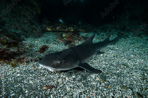 Banded Hound Shark Sleeping Underwater in Chiba, Japan