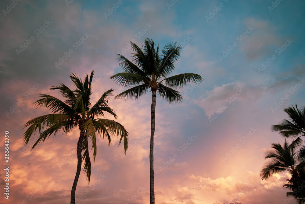palm trees at sunset