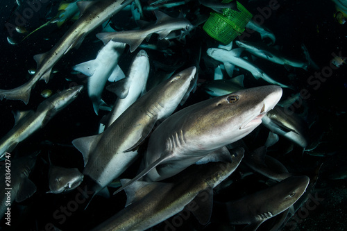 Schools of Banded Hound Sharks Underwater in Chiba, Japan