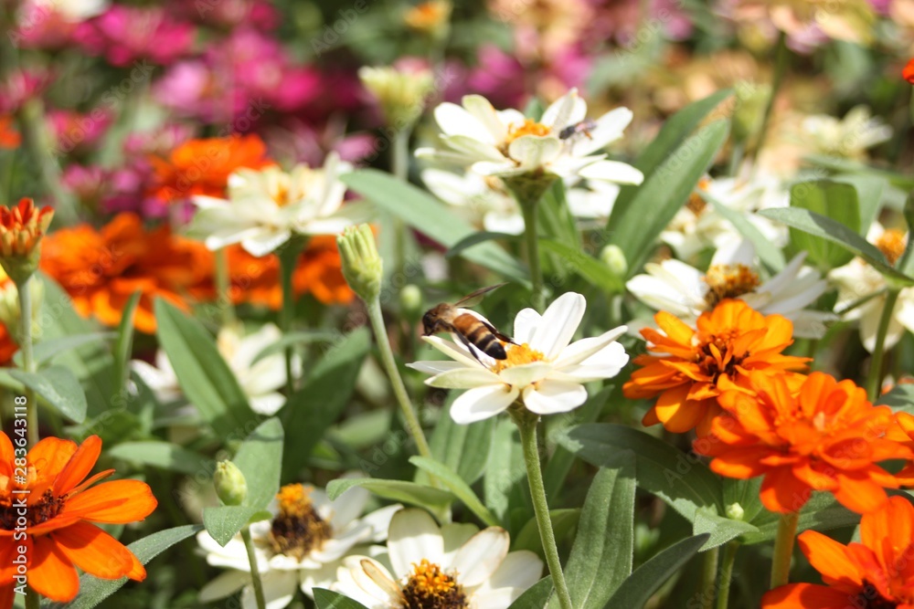 Fototapeta premium Flowers Don't Care Where They Grow