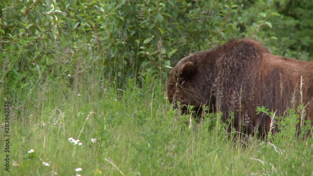 CU young grizzly bear grazing in tall grass CU young grizzly bear grazing in tall grass