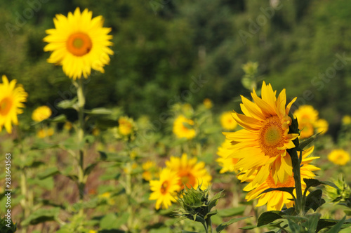 yellow sunflowers in agricultural field in summer