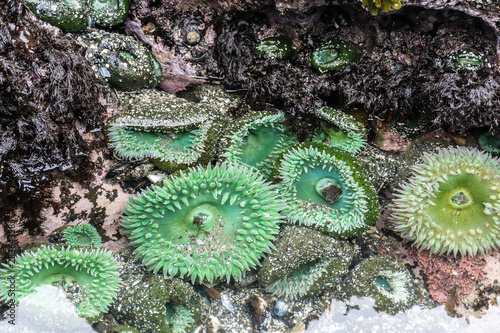 Group of green anemone in tide pool